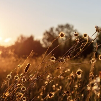 Waypointe of Woodbury