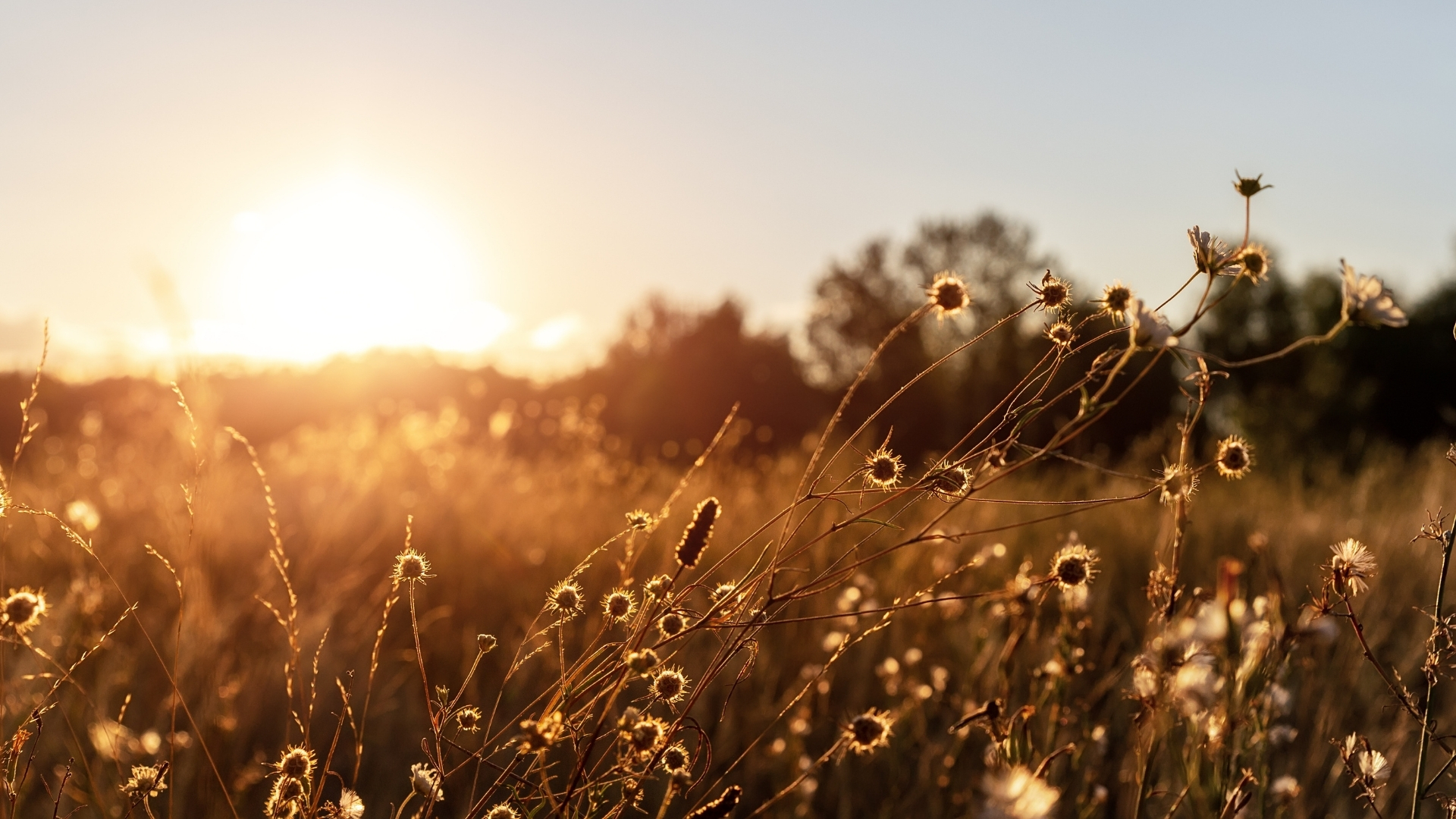 Waypointe of Woodbury